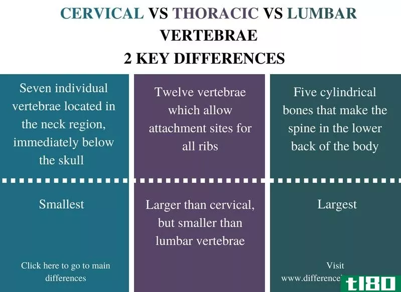 颈胸段(cervical thoracic)和腰椎(lumbar vertebrae)的区别