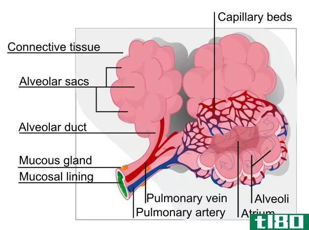 间质性肺病(interstitial lung disease)和支气管扩张(bronchiectasis)的区别