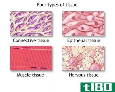血凝块(blood clot)和组织(tissue)的区别