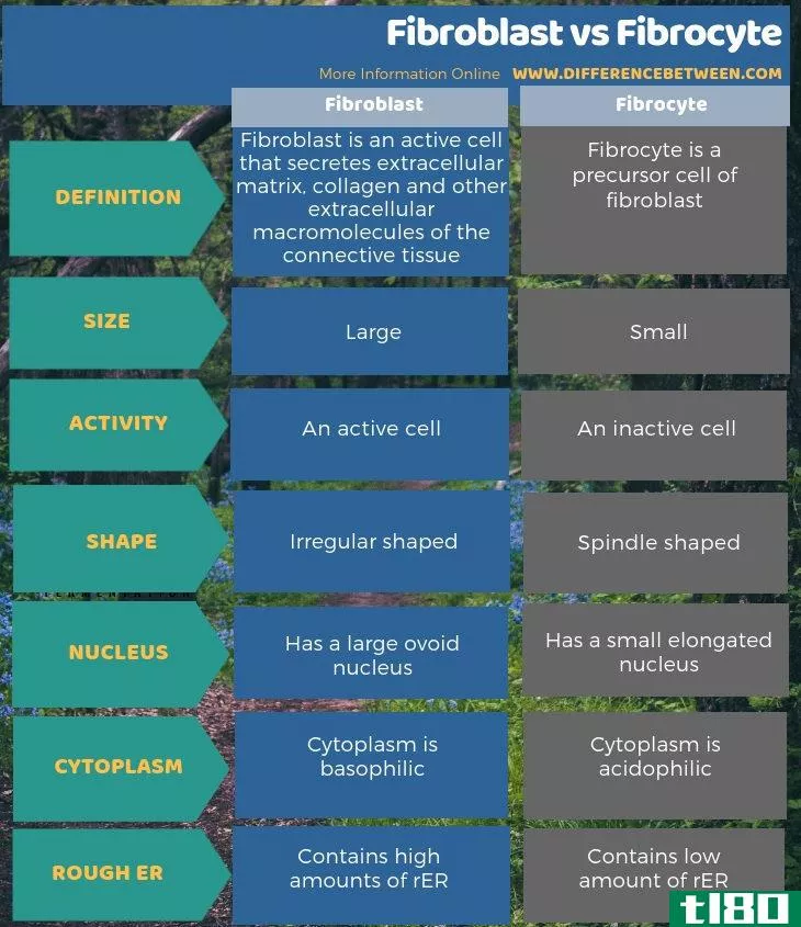 成纤维细胞(fibroblast)和纤维细胞(fibrocyte)的区别