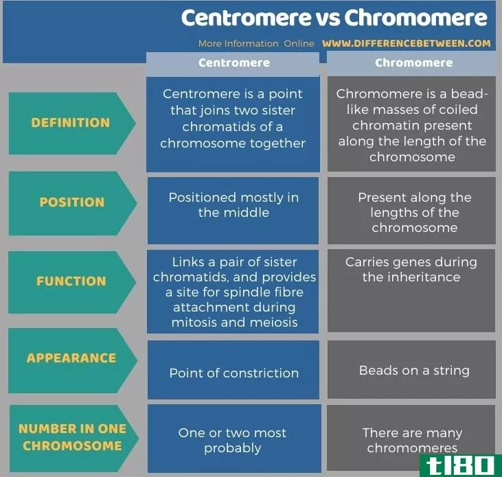 着丝粒(centromere)和染色粒(chromomere)的区别