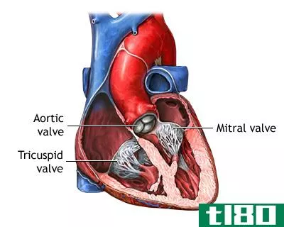 二尖瓣(mitral valve)和三尖瓣(tricuspid valve)的区别