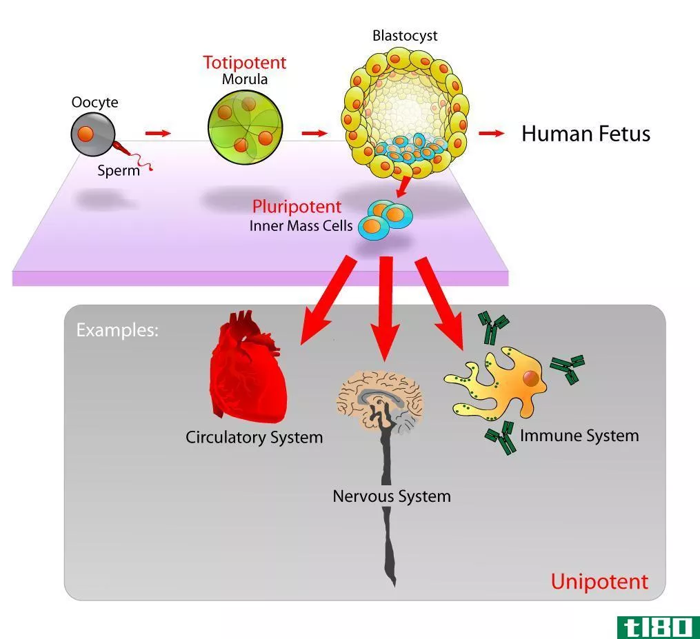 胎儿(fetal)和胚胎干细胞(embryonic stem cells)的区别