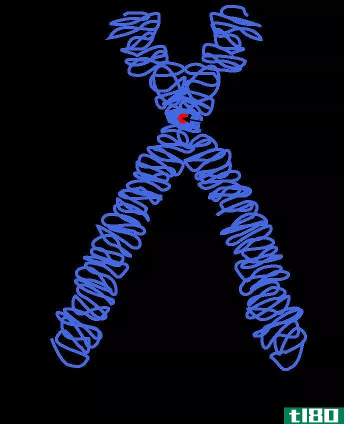 着丝粒(centromere)和端粒(telomere)的区别
