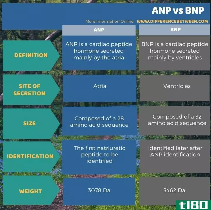 心钠素(anp)和bnp公司(bnp)的区别