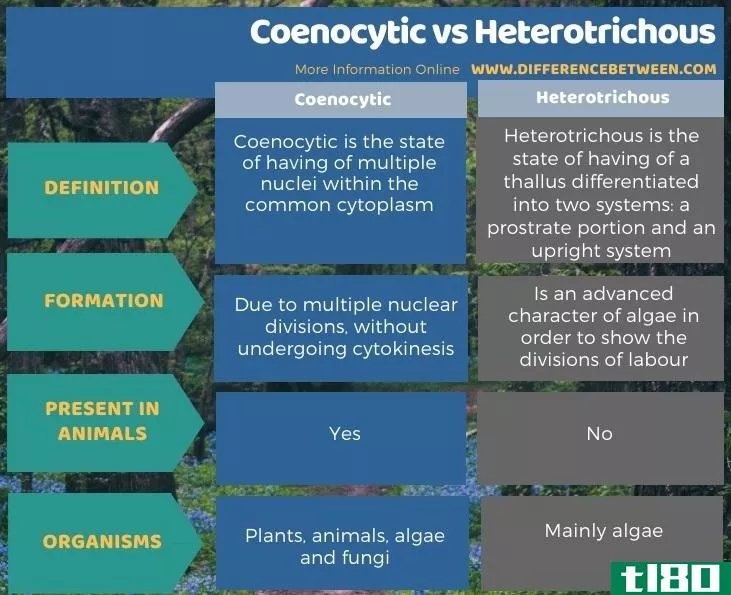 共核细胞(coenocytic)和异毛(heterotrichous)的区别