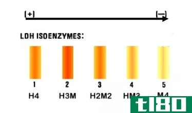 异型酶(allozymes)和同工酶(isozymes)的区别