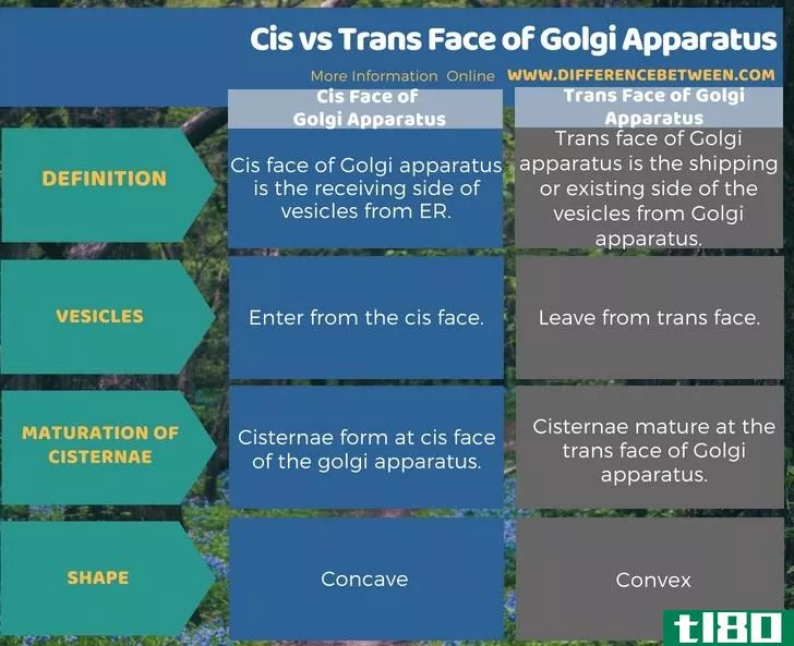 独联体(cis)和高尔基体横截面(trans face of golgi apparatus)的区别
