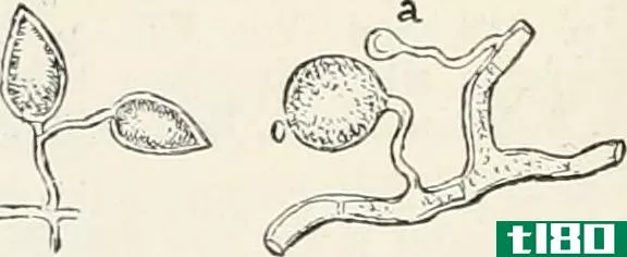真菌(mastigomycotina)和颧菌群(zygomycota)的区别