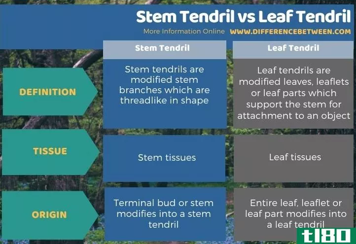 茎卷须(stem tendril)和叶卷须(leaf tendril)的区别