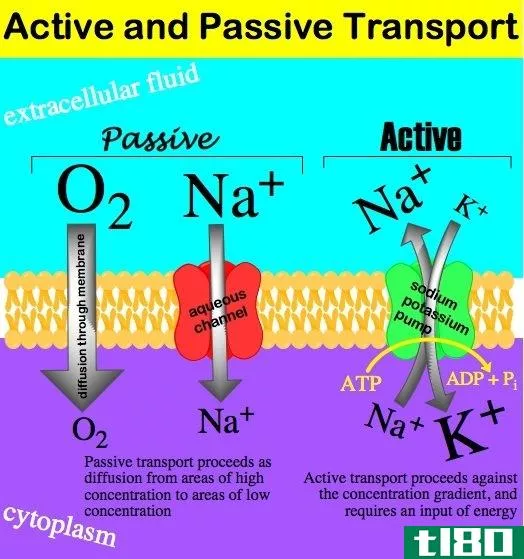 主动输运(active transport)和被动运输(passive transport)的区别
