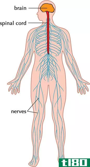 中心的(central)和外周神经系统(peripheral nervous system)的区别