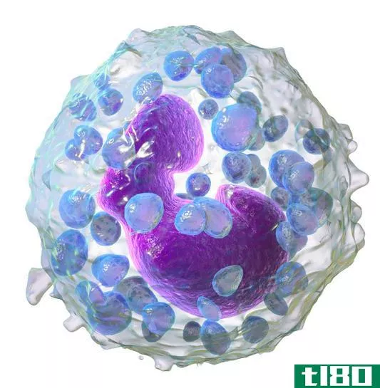 肥大细胞(mast cell)和嗜碱性粒细胞(basophil)的区别