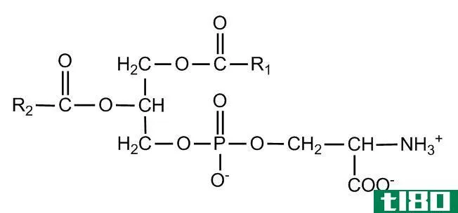 L-丝氨酸(l-serine)和磷脂酰丝氨酸(phosphatidylserine)的区别