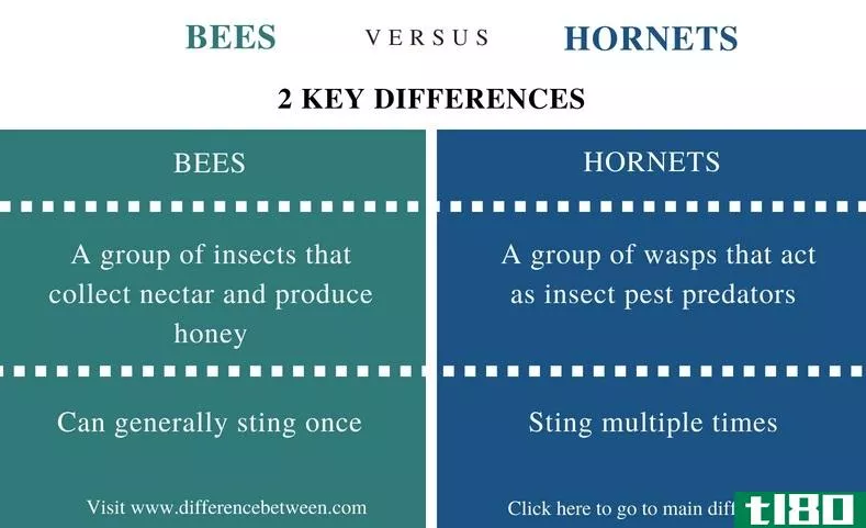 蜜蜂(bees)和黄蜂(hornets)的区别
