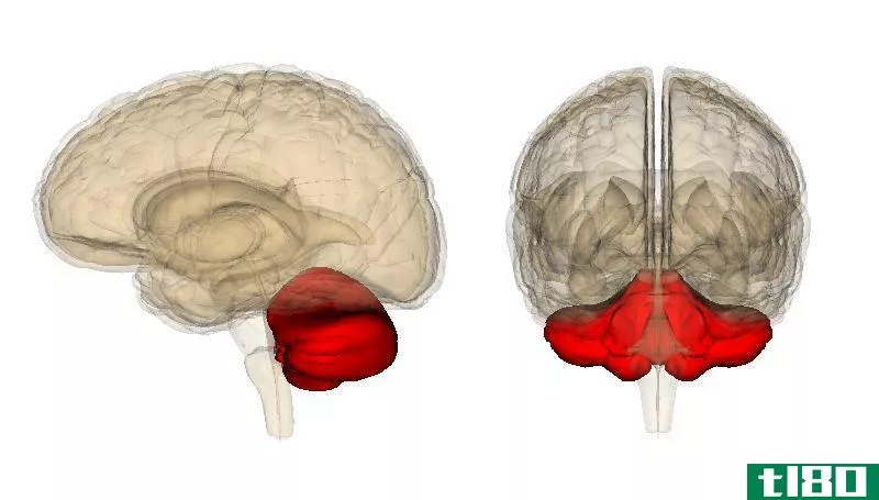 基底神经节(basal ganglia)和小脑(cerebellum)的区别