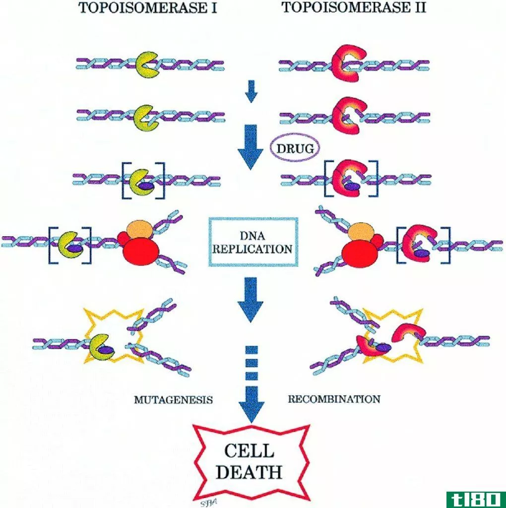 拓扑异构酶i(topoisomerase i)和二(ii)的区别
