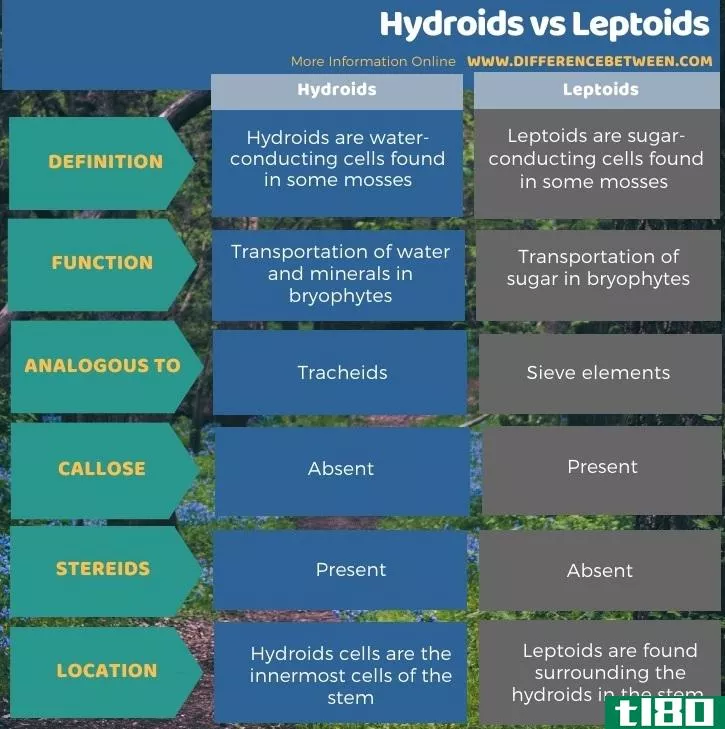 水螅虫(hydroids)和轻子体(leptoids)的区别