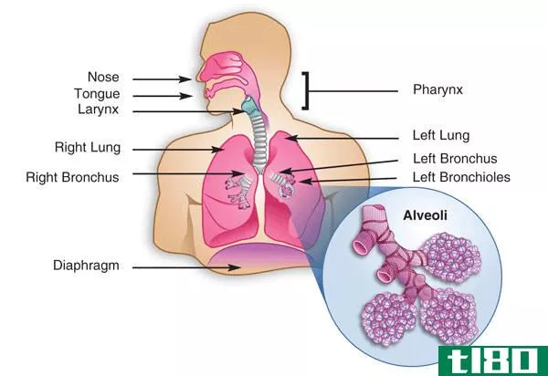 正确的(right)和左支气管(left bronchus)的区别