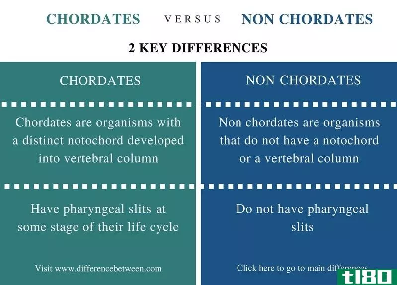 脊索动物(chordates)和非脊索动物(non chordates)的区别