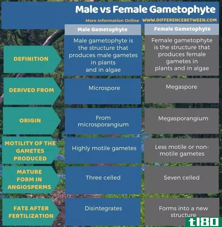 **的(male)和雌配子体(female gametophyte)的区别