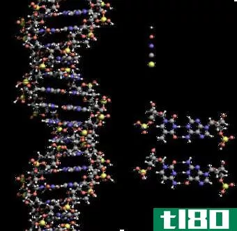 脱氧核糖核酸(deoxyribonucleic acid)和核糖核酸(ribonucleic acid)的区别