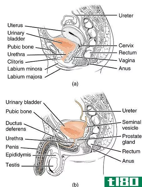 **的(male)和**尿道解剖(female urethra anatomy)的区别