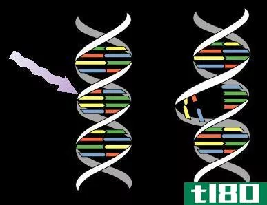 染色体畸变(chromosomal aberration)和基因突变(gene mutation)的区别