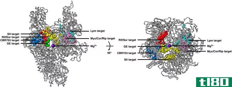 rna聚合酶ⅠⅡ(rna polymerase i ii)和三(iii)的区别