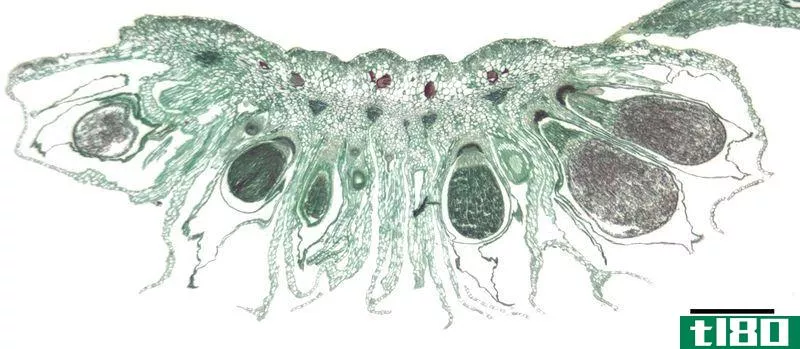 孢子体(sporophyte)和配子体(gametophyte)的区别