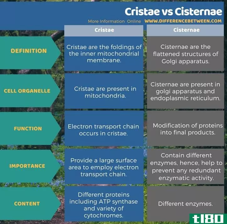 嵴(cristae)和池(cisternae)的区别