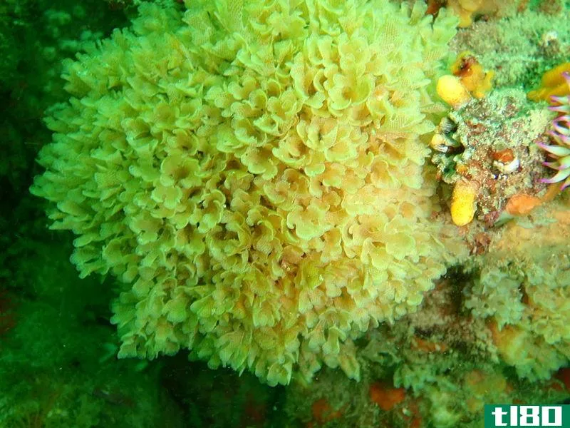 苔藓动物(bryozoans)和珊瑚(corals)的区别