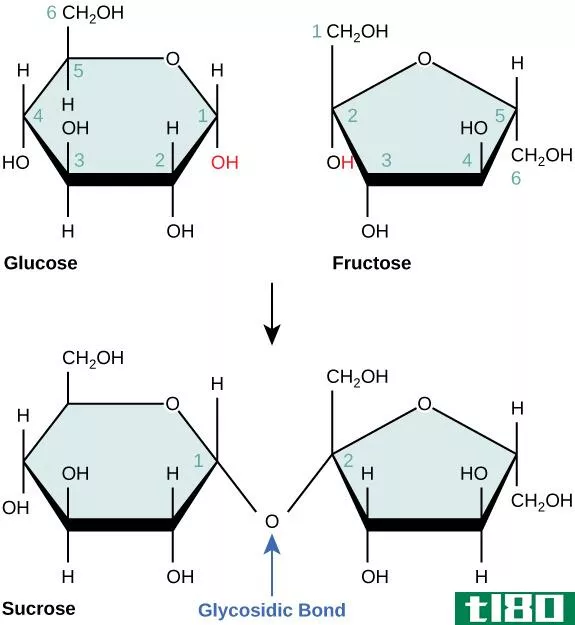 耦合的(coupled)和非耦合反应(uncoupled reaction)的区别