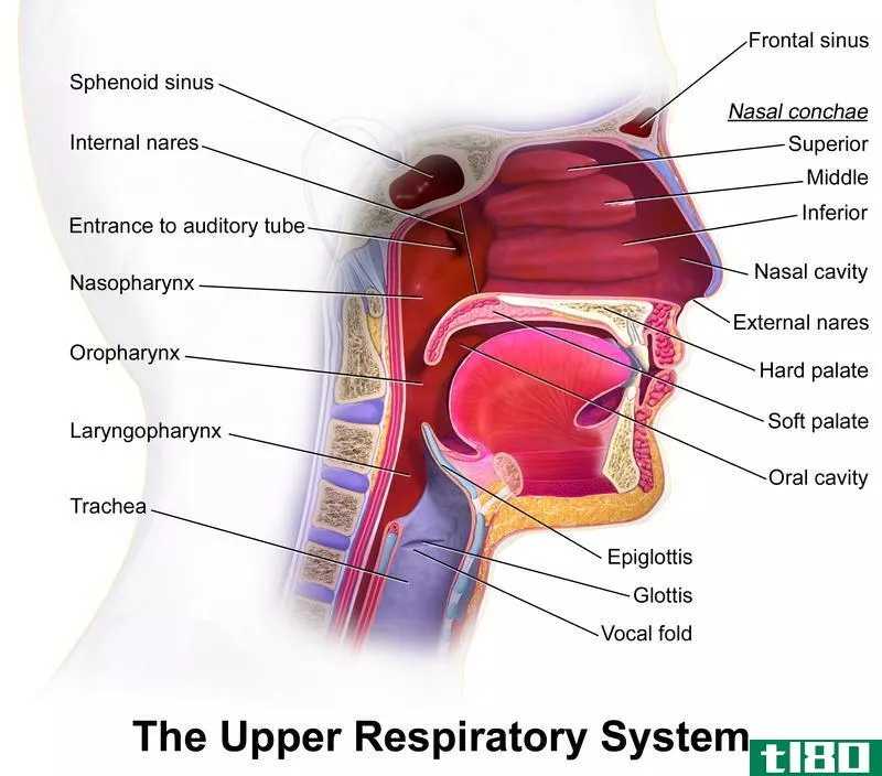 支气管炎(bronchitis)和上呼吸道感染(upper respiratory infection)的区别