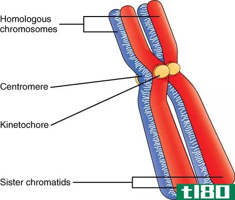 染色体(chromosome)和染色单体(chromatid)的区别