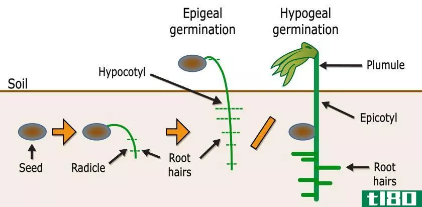 胚根(radicle)和胚芽(plumule)的区别