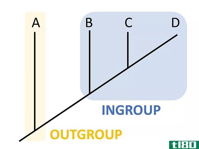 内群(ingroup)和生物学中的外群(outgroup in biology)的区别