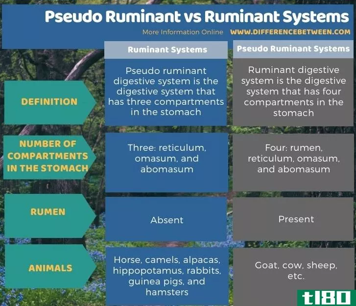伪反刍动物(pseudo ruminant)和反刍动物系统(ruminant systems)的区别