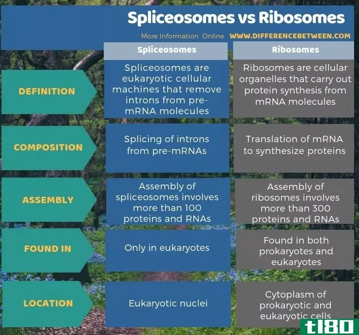 剪接体(spliceosomes)和核糖体(ribosomes)的区别