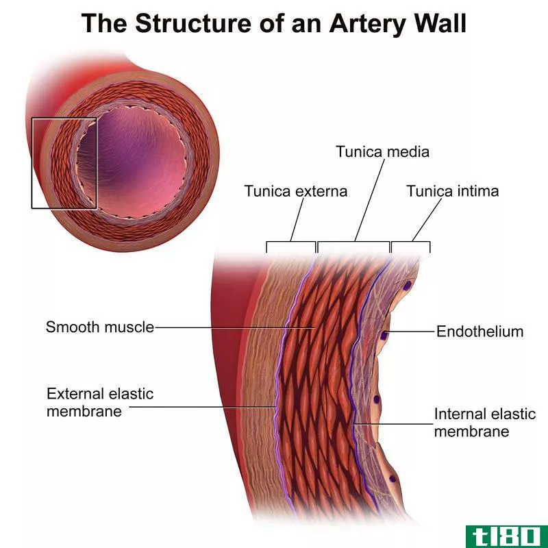 有弹力的(elastic)和肌肉动脉(muscular arteries)的区别