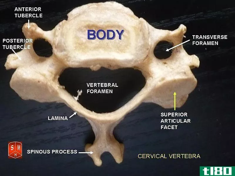 子宫颈的(cervical)和胸椎(thoracic vertebrae)的区别