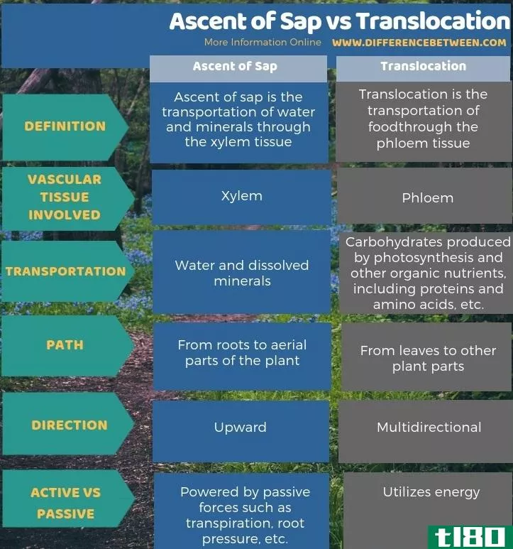 树液上升(ascent of sap)和易位(translocation)的区别