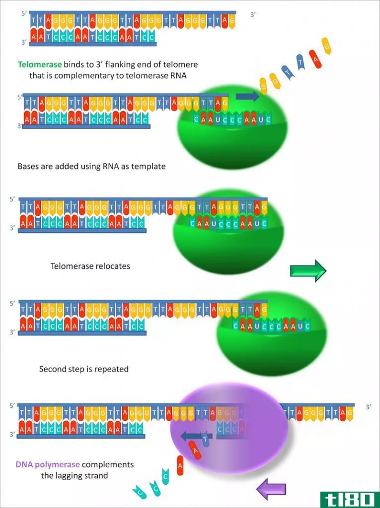 端粒(telomeres)和端粒酶(telomerase)的区别
