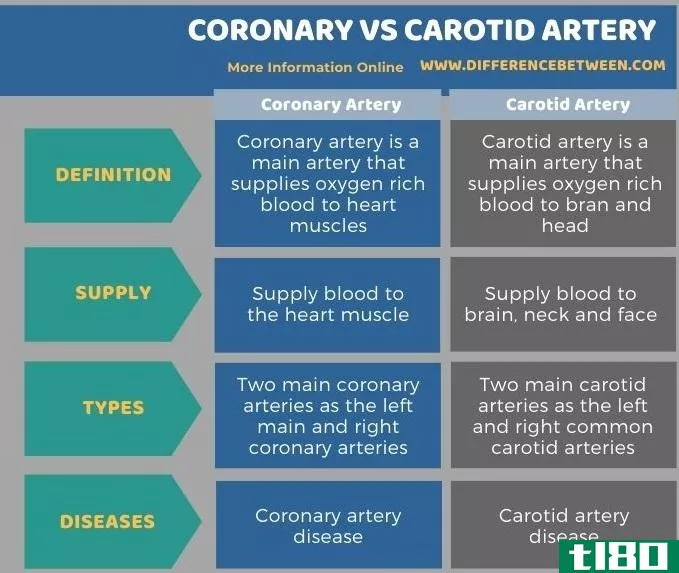 冠状动脉(coronary)和颈动脉(carotid artery)的区别