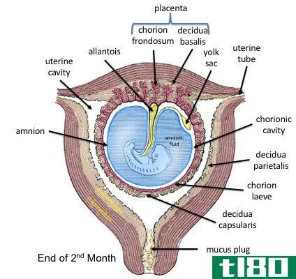 羊膜(amnion)和尿囊(allantois)的区别