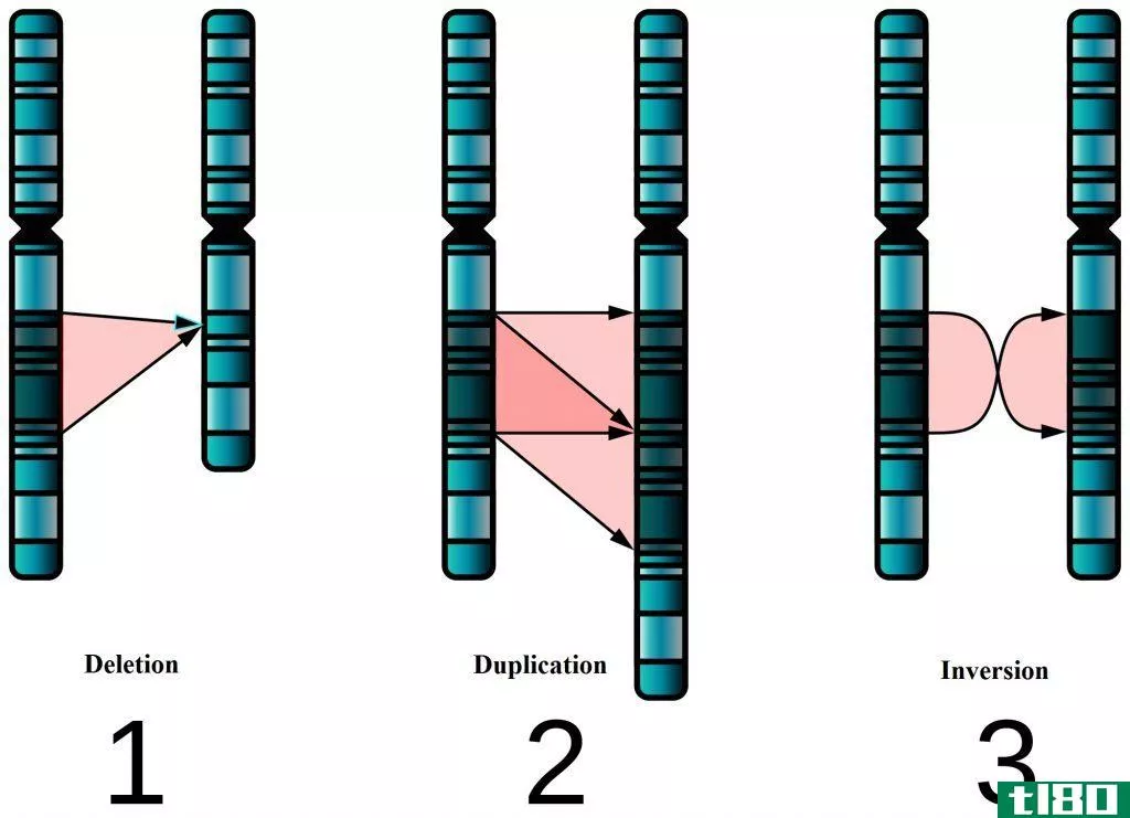 孟德尔(mendelian)和染色体病(chromosomal disorders)的区别
