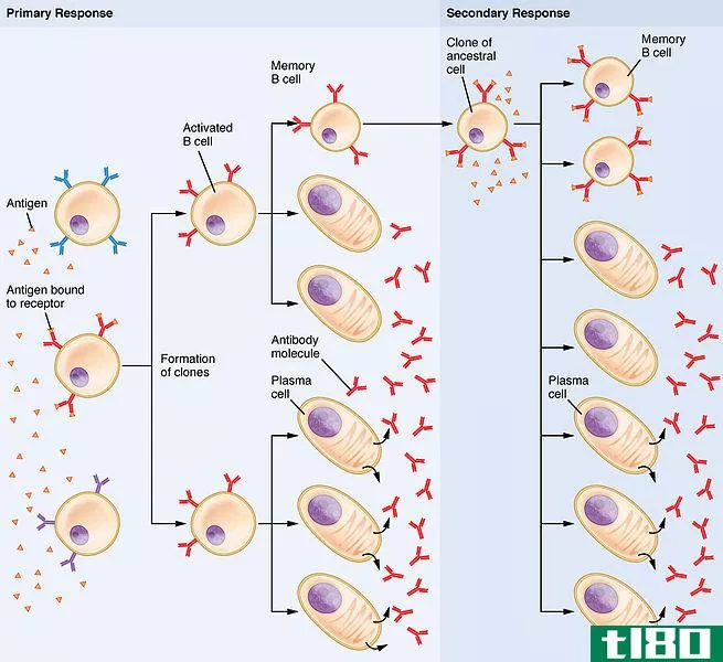 初级的(primary)和继发性免疫反应(secondary immune resp***e)的区别