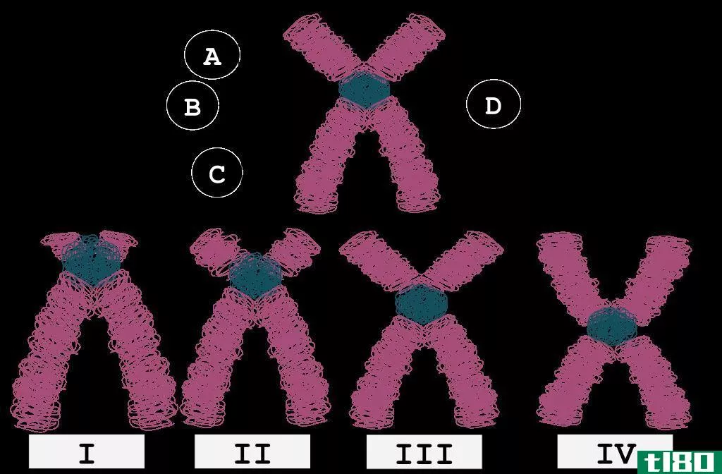 稳心(metacentric)和终着丝粒染色体(telocentric chromosomes)的区别