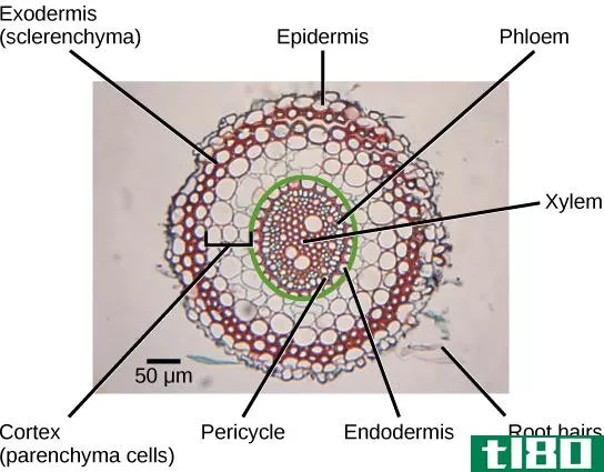 中柱周期(pericycle)和内胚层(endodermis)的区别