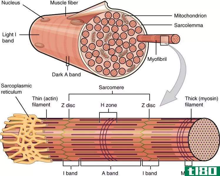 肌原纤维(myofibril)和肌纤维(muscle fiber)的区别